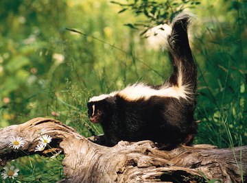 Skunks mate in late winter and early spring.