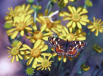 Most butterflies are active only during the day.