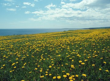 Prairies are among the most widely found biomes on the planet.