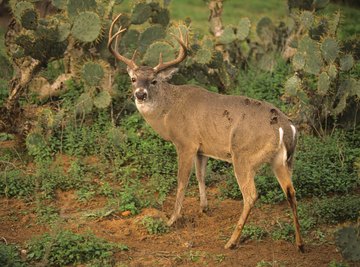 White-tailed deer are expanding their range in Texas.
