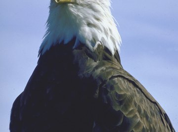 The bald eagle has been America's national symbol since 1782.