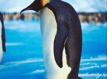 Wild emperor penguins usually live between 15 and 20 years.