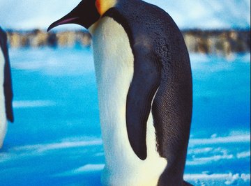 emperor penguin predators