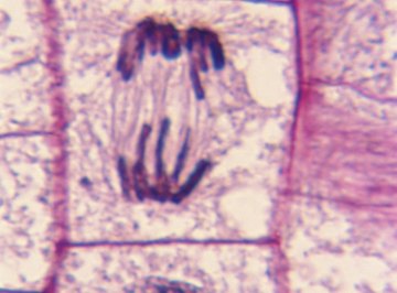 Cells in anaphase, one of the steps in mitosis or cell division.