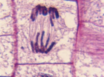 Chromosomes migrate to opposite sides of the cell during anaphase.