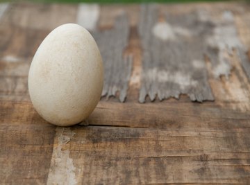 Egg launchers vary in the distance and height that they can project eggs.