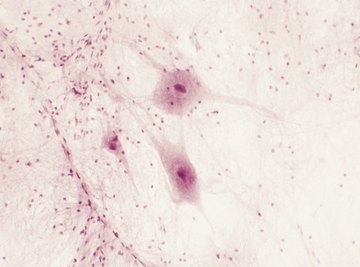 A simple way to see smooth endoplasmic reticulum is with a cheek swab.