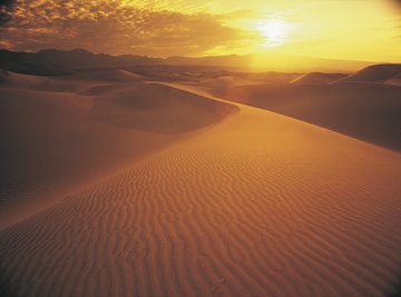 The sun's rays are unforgiving to both plants and animals in the desert.