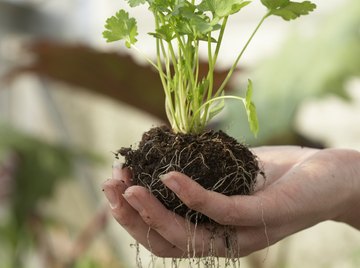 Geotropism makes roots grow downward, rather than up like green shoots.