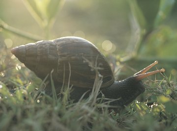 Snails need food and oxygen to live.