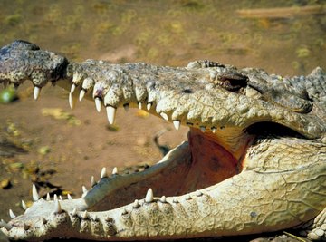 American crocodiles prowl mangrove swamps in the New World tropics.