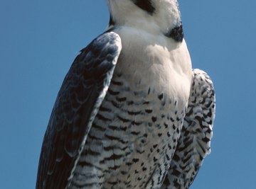 Falcons typically have black or brown bars on their abdomen.