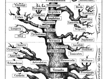 Taxonomic information can be visualized in a tree diagram.