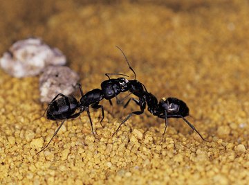 Ants are social insects.