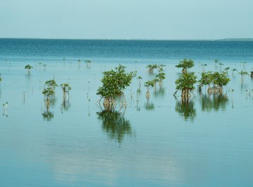 Saltwater ecosystems cover over 70 percent of the Earth’s surface.