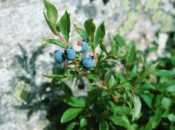 Wild blueberries can be found in many parts of the United States during summertime.