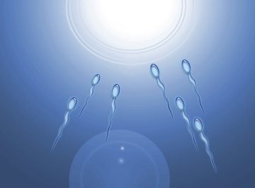 Sperm cells are transported by rear-mounted flagella.