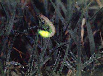 firefly fireflies glow male tell getty female effects after lightning texas virginia plants tutorial bugs apart jupiterimages native larva specimens