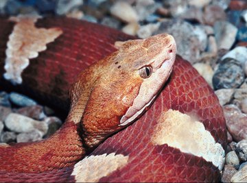 Copperheads are the most frequently seen venomous snakes in Mobile, Alabama.