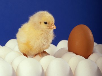 Whether DNA, RNA or proteins came first is a chicken-or-the-egg problem.