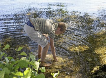 Freshwater invertebrates occupy bodies of water, such as lakes and streams.