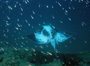 Spider crabs are eaten by stingrays.