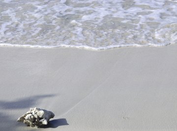 Leave seashells on the seashore or risk damaging ecosystem, says study, Marine life