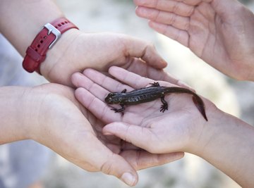 Two children hold a newt.