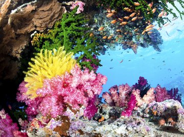 Coral reefs host a wide range of plants and animals.