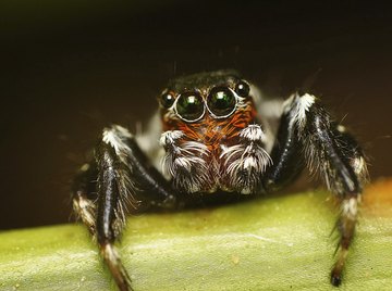 Spiders have a fused head and thorax called a cephalothorax.