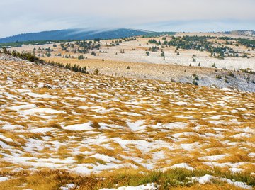 many plants and animals make the harsh tundra their home