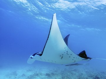 A manta ray swimming through a clear tropical ocean.