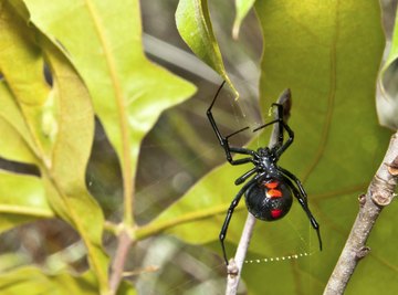 How to Identify Spiders Found in Indiana