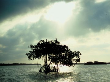 Mangroves thrive in saltwater.