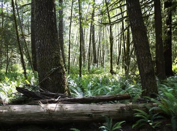 Pennsylvania's woods are home to many different animals.