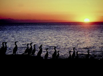 Shorelines are productive ecosystems replete with wildlife.