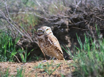 Both species of burrowing owls are active during the day.