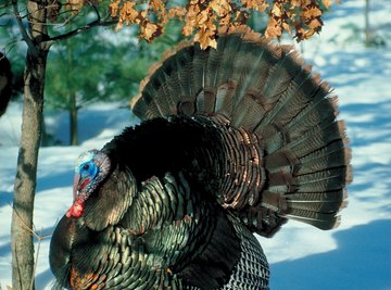 Hunted to extinction in 1881 in Wisconsin, wild turkeys are again plentiful.