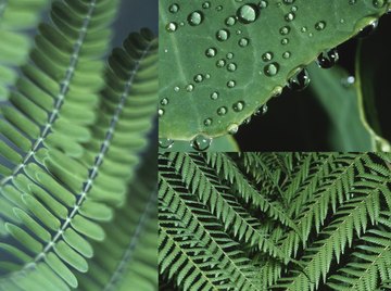 Ferns are just one type of non-seed plant.