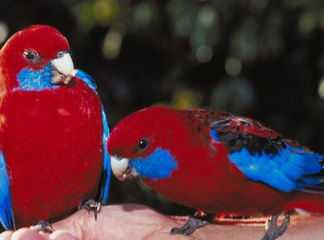 Rosellas eat a variety of fruits and seeds.