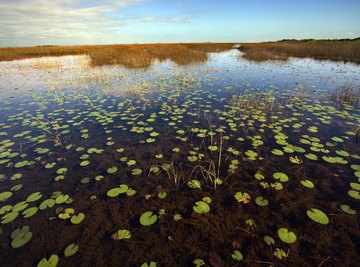 Earth is home to a vast range of ecosystems.