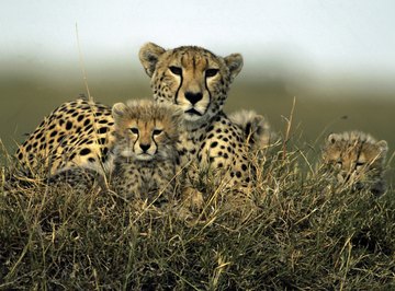 Biotic and abiotic factors are part of a cheetah's environment.