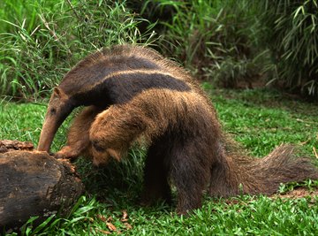 Giant anteaters are the largest anteater species.