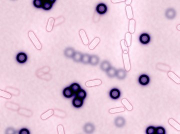 Round bacteria that form square groups of four after division are tetrads.