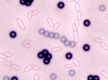 Mitochondria once may have been free-living bacteria but later bonded with larger cells.