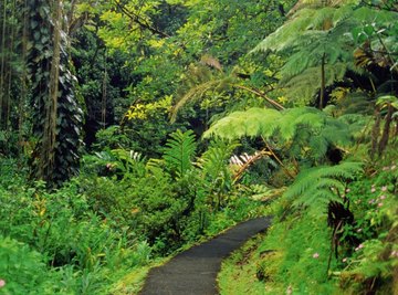 The loss of trees means the loss of much of the world's biological diversity.