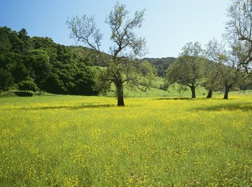 Plants and trees growing in a lush mountain valley.