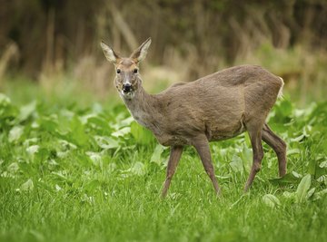 A roe deer grazing in a meadow.