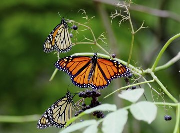 Three butterflies on the stems of a plant bearing dark berries.