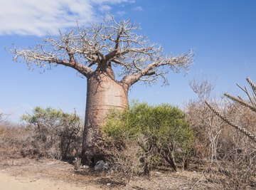 The baobab tree stores water in its thick trunk.